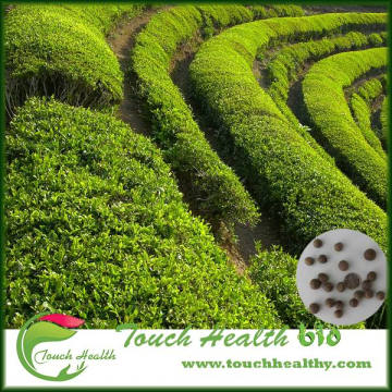 Touchhealthy supply tea plant seeds/Tea Tree seeds/tea seeds